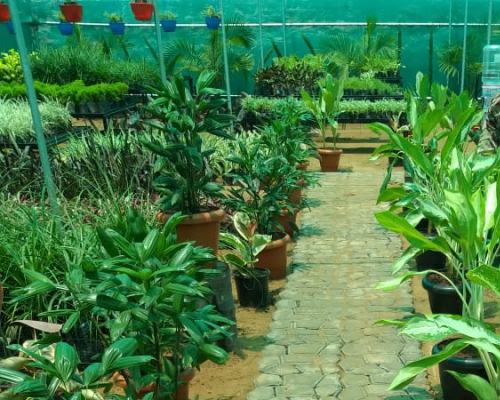 Plant Nursery in Pudukkottai