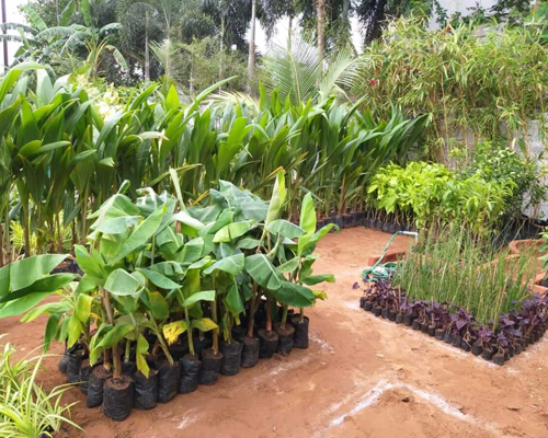 Commercial Plant Nursery In Chennai