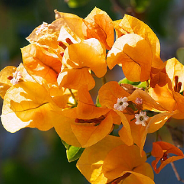 Bougainvillea (Yellow) - Plant - KS GARDEN NURSERY