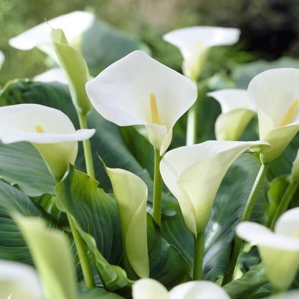 Calla Lily (Creamy White) - Bulbs (set of 5) - KS GARDEN NURSERY