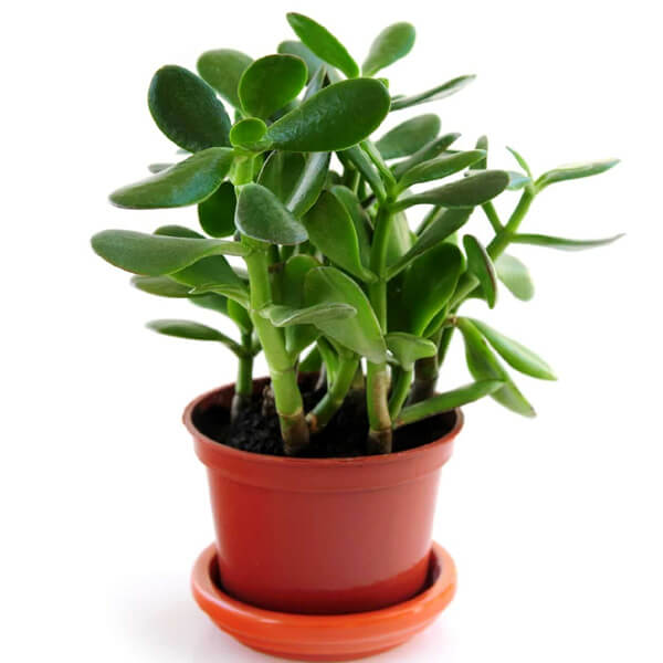 Crassula ovata, Jade Plant (Big leaf) - Succulent Plant - KS GARDEN NURSERY