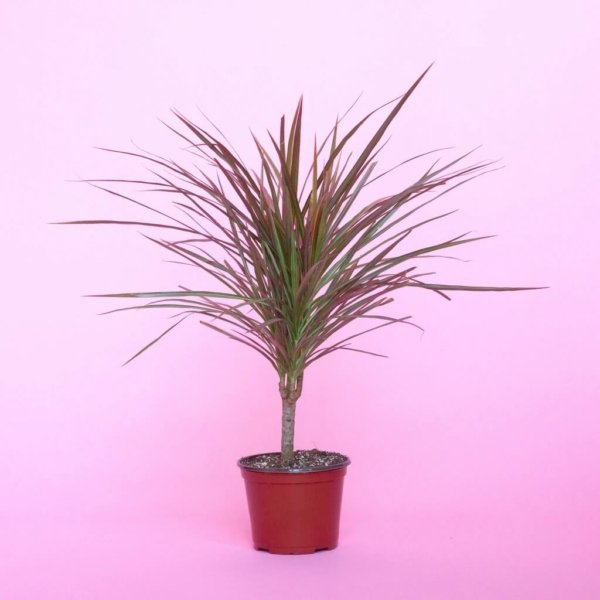 Dracaena Colorama - Plant