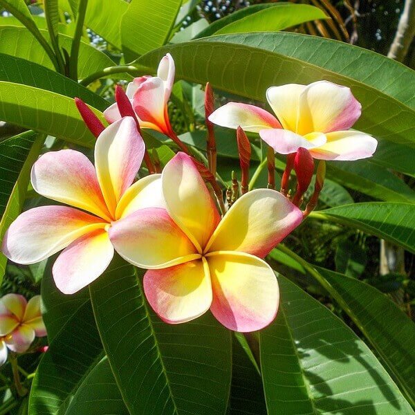 Champa plant clearance